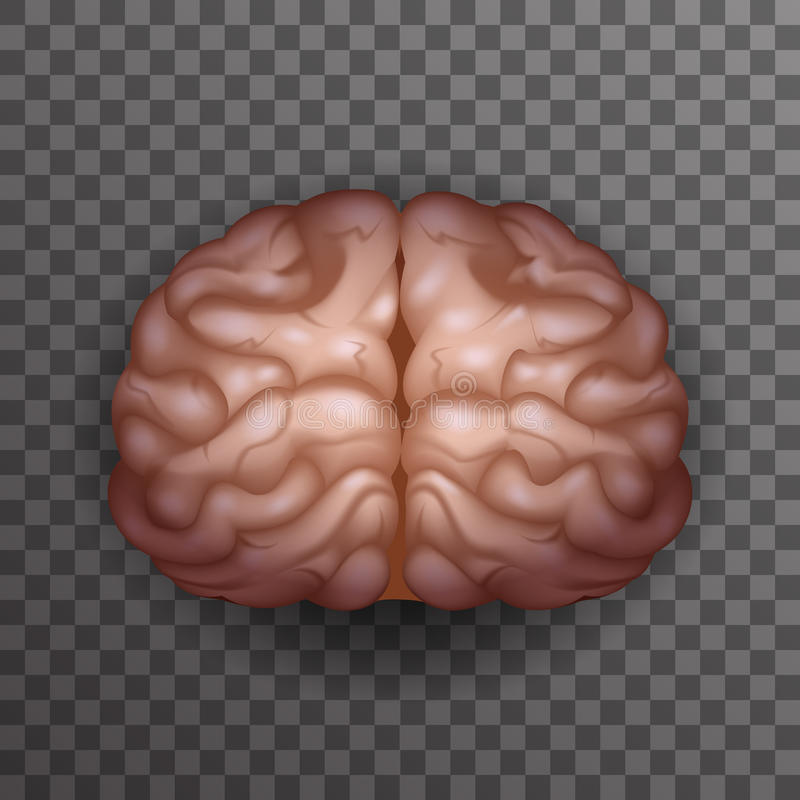 Detail Brain Transparent Background Nomer 37