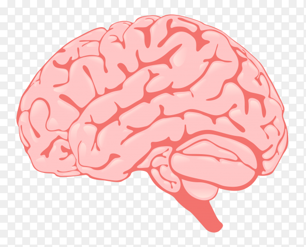 Detail Brain Transparent Background Nomer 49