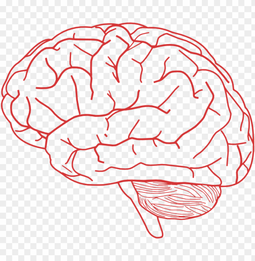 Detail Brain Transparent Background Nomer 6