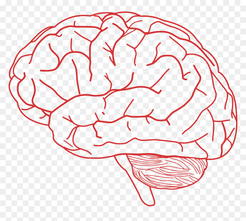 Detail Brain Transparent Image Nomer 18