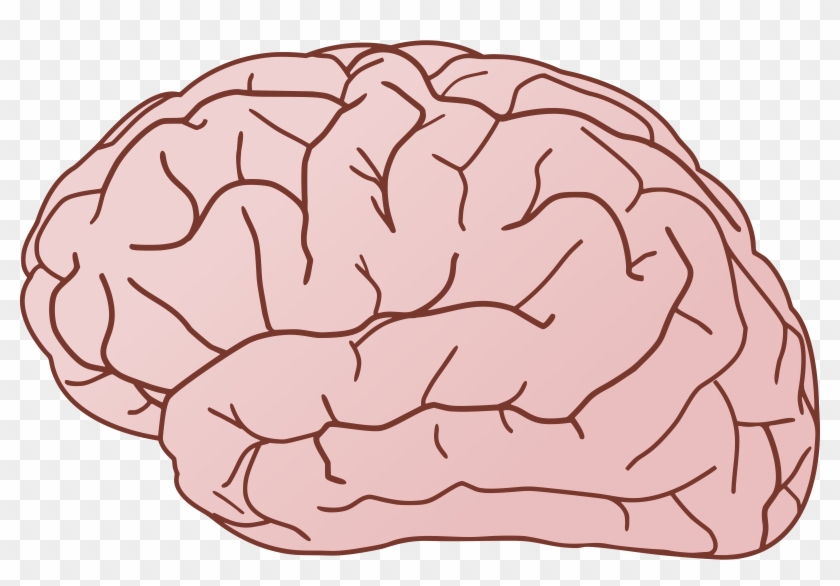Detail Brain Transparent Image Nomer 20