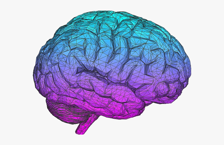 Detail Brain Transparent Image Nomer 24