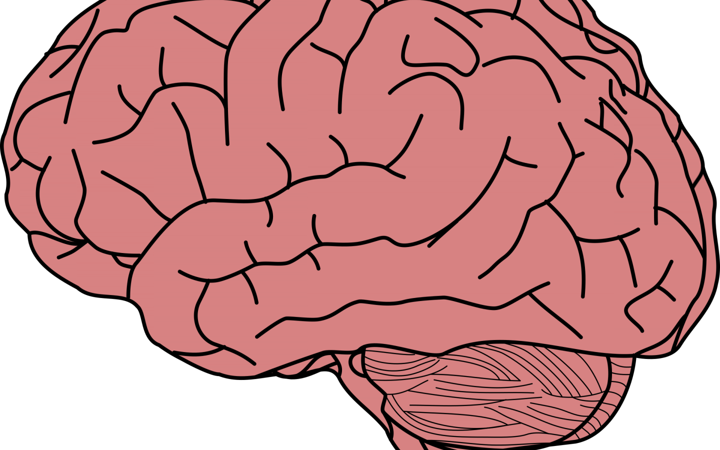 Detail Brain Transparent Image Nomer 28