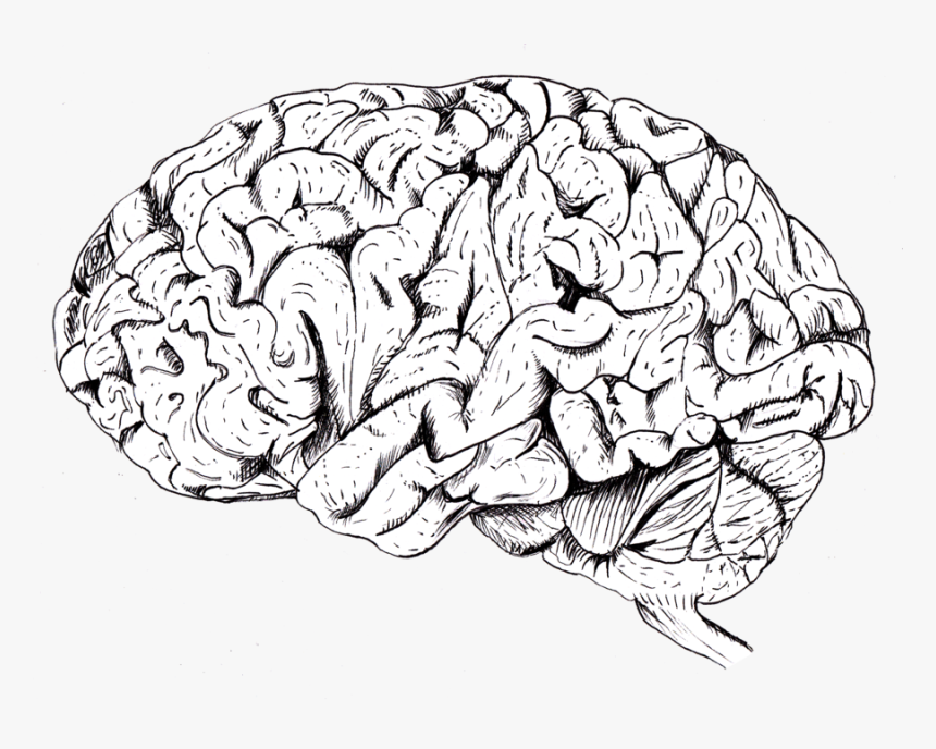 Detail Brain Transparent Image Nomer 31