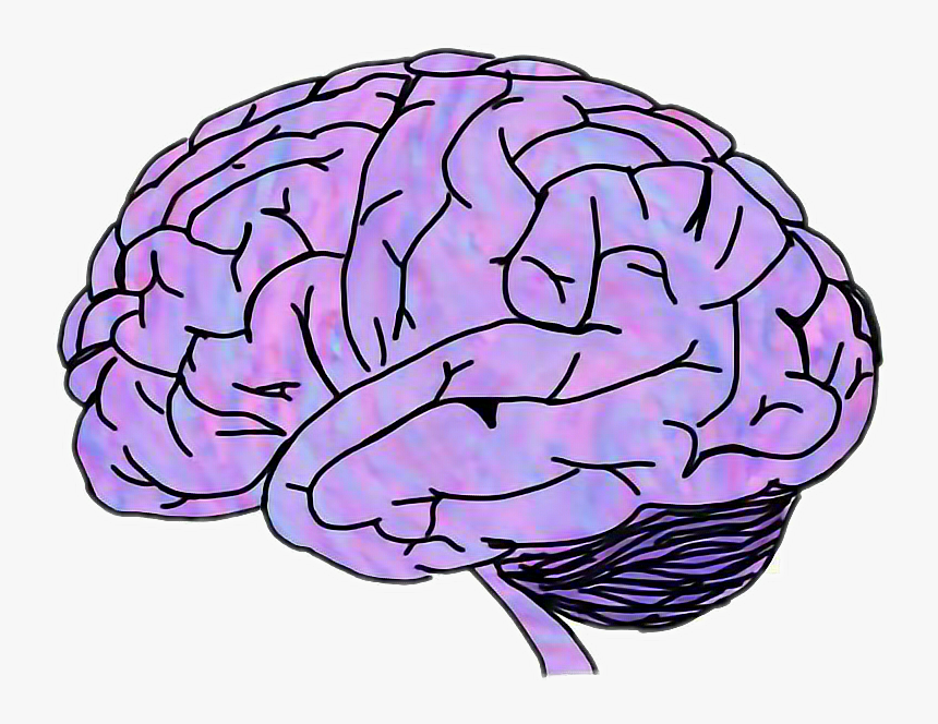 Detail Brain Transparent Image Nomer 36