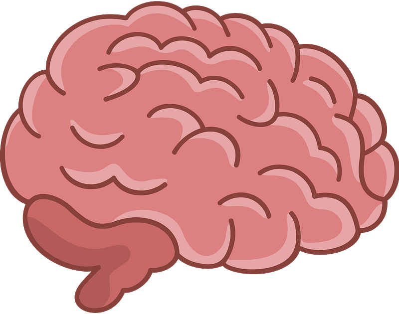 Detail Brain Transparent Image Nomer 49