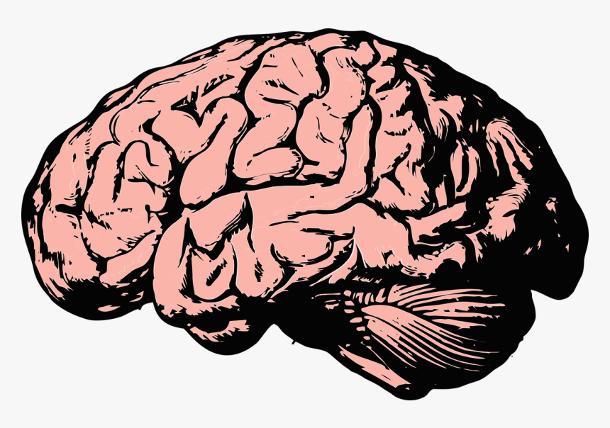 Detail Brain Transparent Image Nomer 8