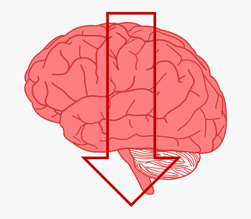 Detail Brain Transparent Png Nomer 4