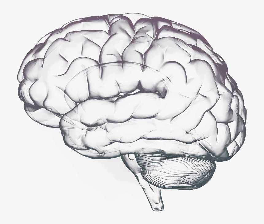 Detail Brain Transparent Png Nomer 48