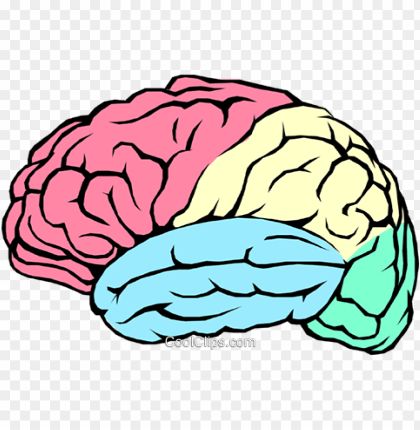 Detail Brain Vector Png Nomer 23