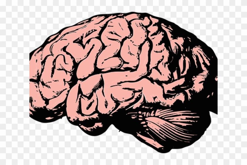 Detail Brain Vector Png Nomer 29