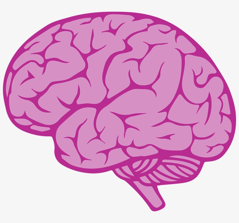 Detail Brain Vector Png Nomer 30
