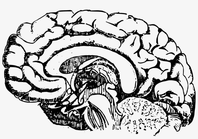 Detail Brain Vector Png Nomer 46