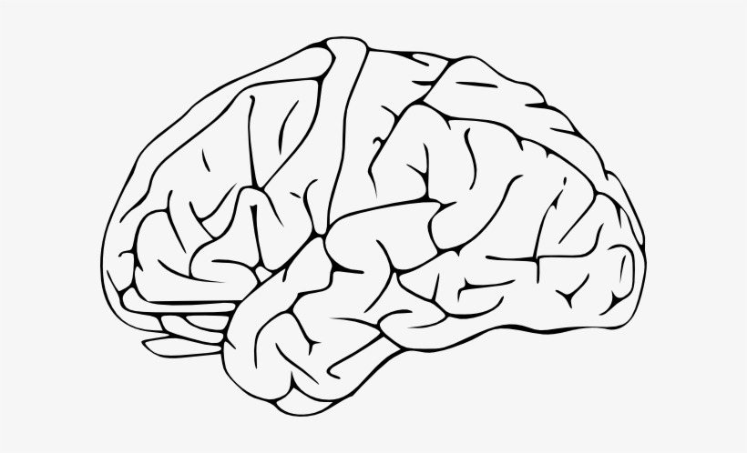 Detail Brain Vector Png Nomer 49