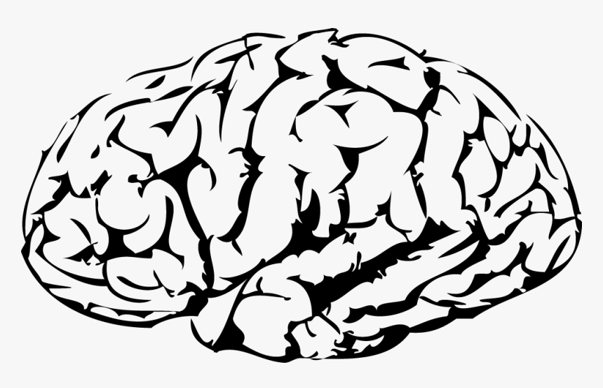 Detail Brain Vector Png Nomer 7