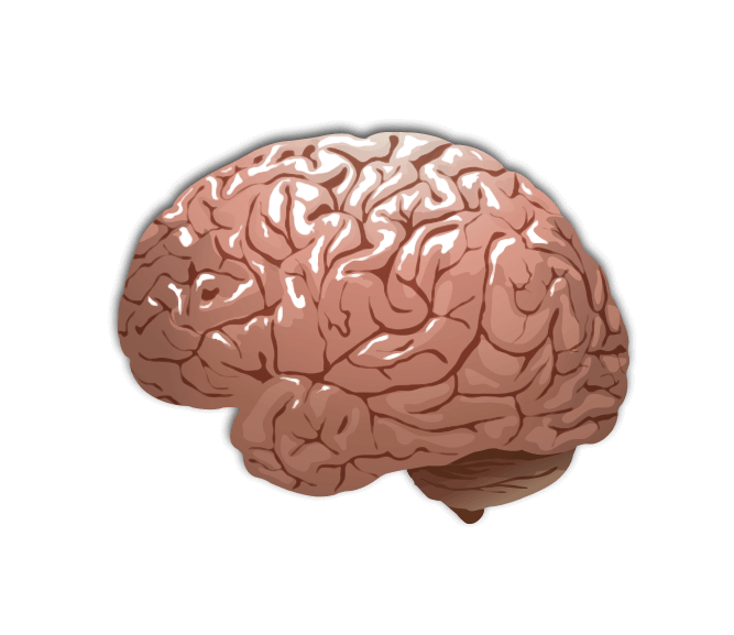 Detail Brains Png Nomer 17