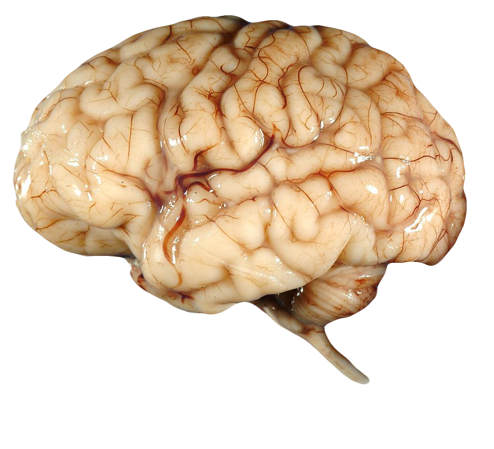 Detail Brains Png Nomer 39