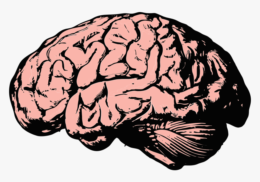 Detail Brains Png Nomer 6