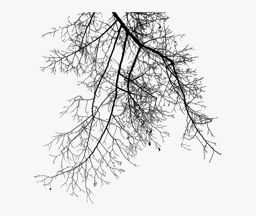 Detail Branch Tree Png Nomer 16