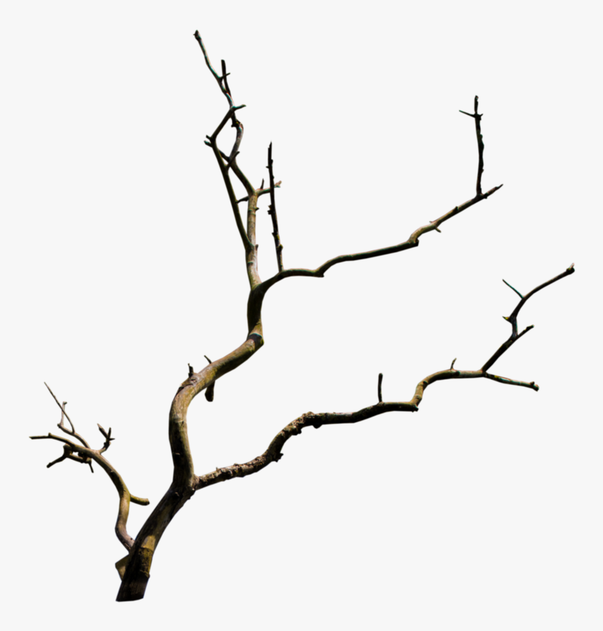 Detail Branch Tree Png Nomer 35