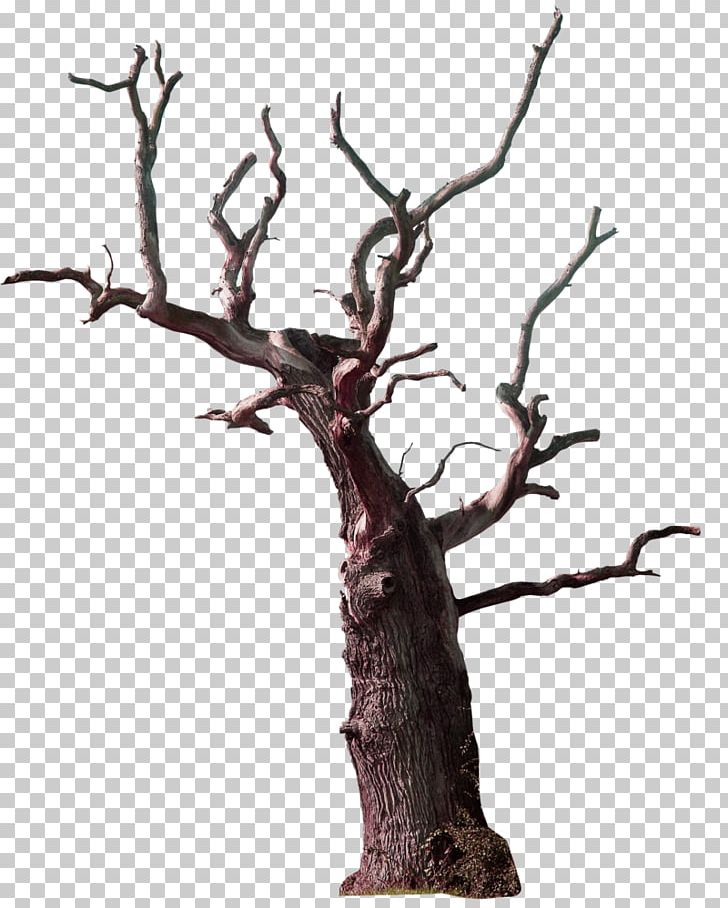 Detail Branch Tree Png Nomer 48