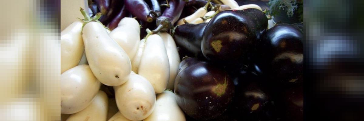 Detail Brinjal Images Nomer 27