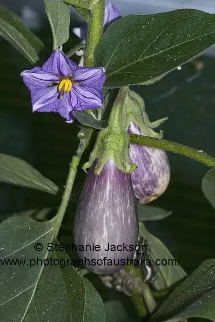 Detail Brinjal Images Nomer 53