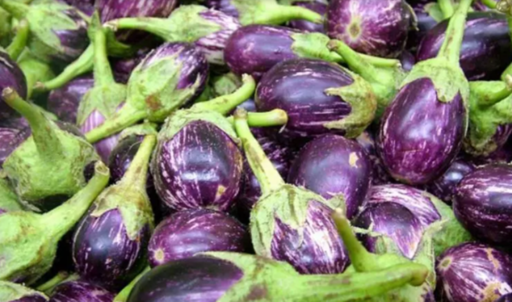 Detail Brinjal Images Nomer 8