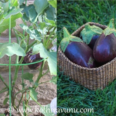 Detail Brinjal Pic Nomer 50