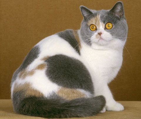 Detail British Shorthair Calico Nomer 5