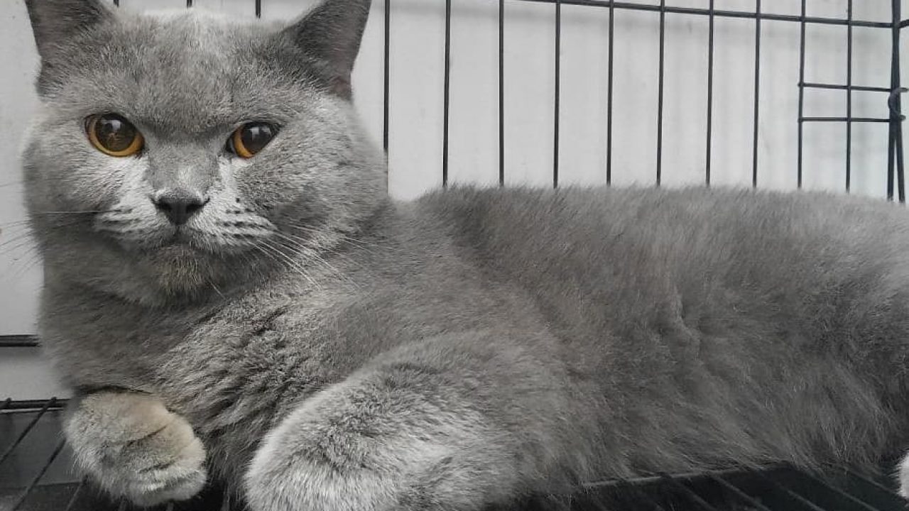 Detail British Shorthair Indonesia Nomer 16