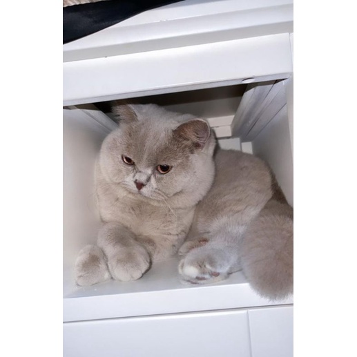 Detail British Shorthair Indonesia Nomer 30