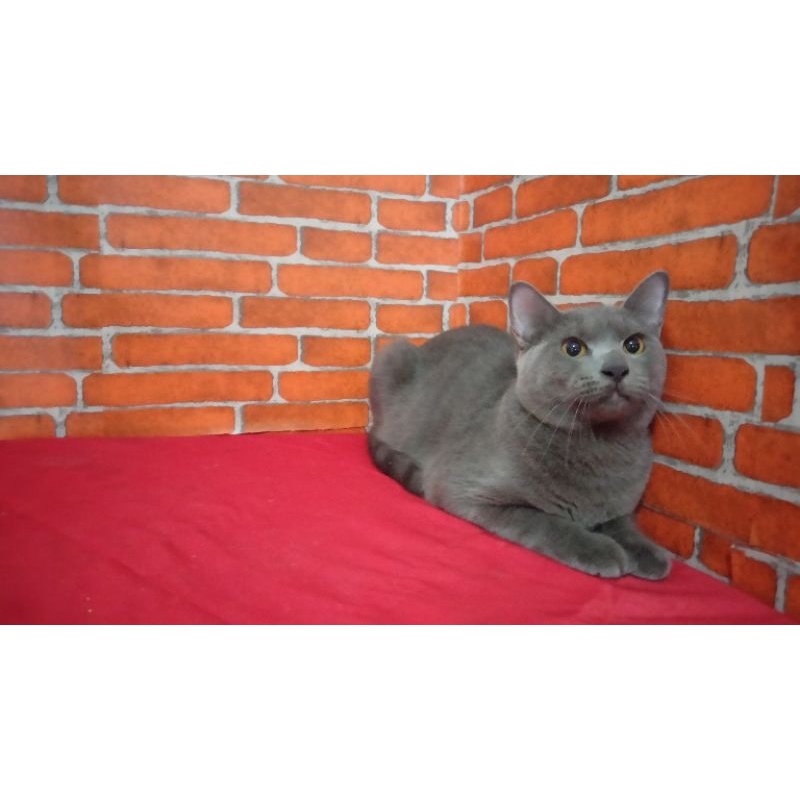 Detail British Shorthair Indonesia Nomer 42