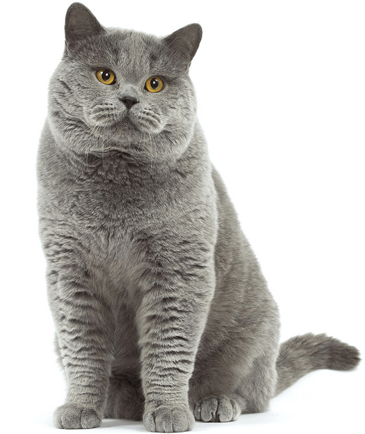 Detail British Shorthair Indonesia Nomer 8