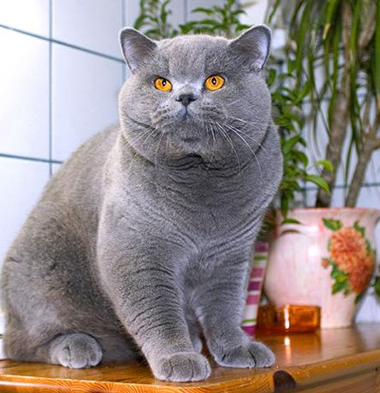 Detail British Shorthair Indonesia Nomer 9