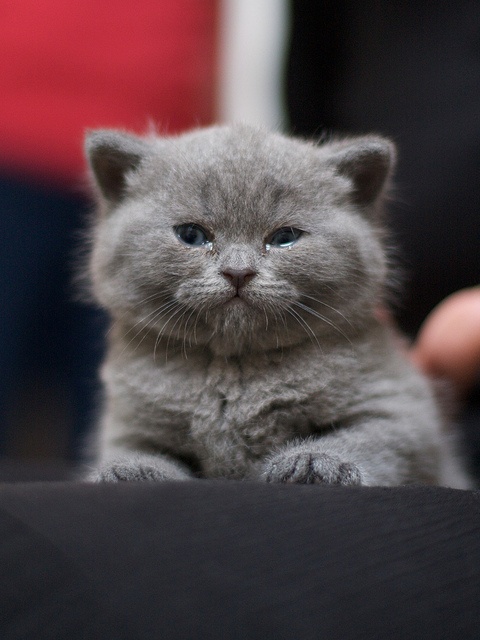 Detail British Shorthair Munchkin Nomer 21