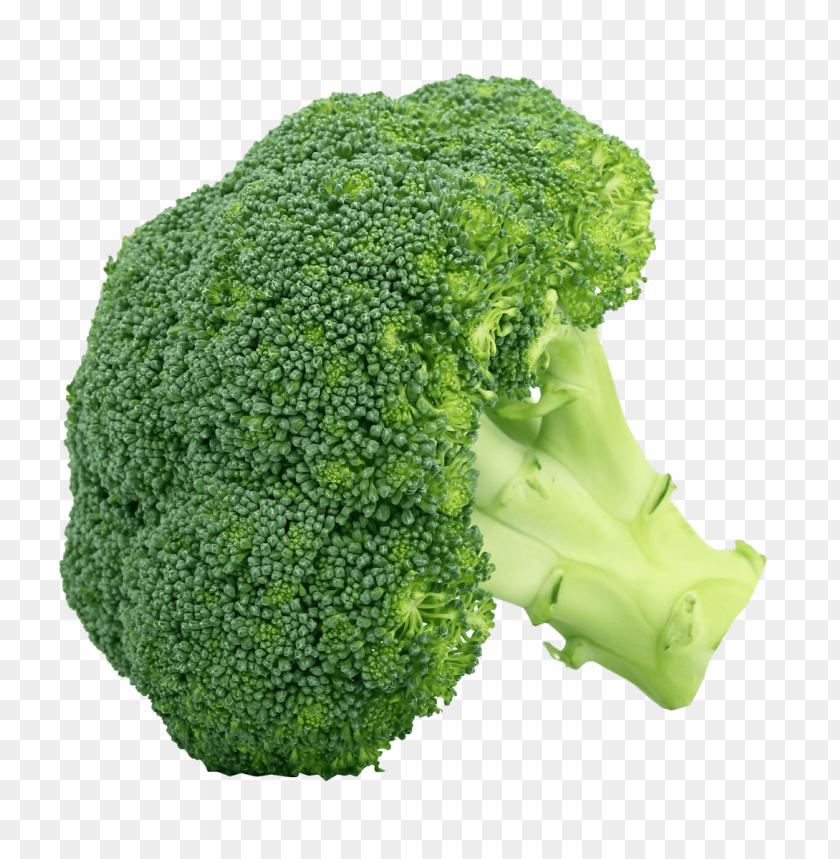 Detail Broccoli Download Nomer 2