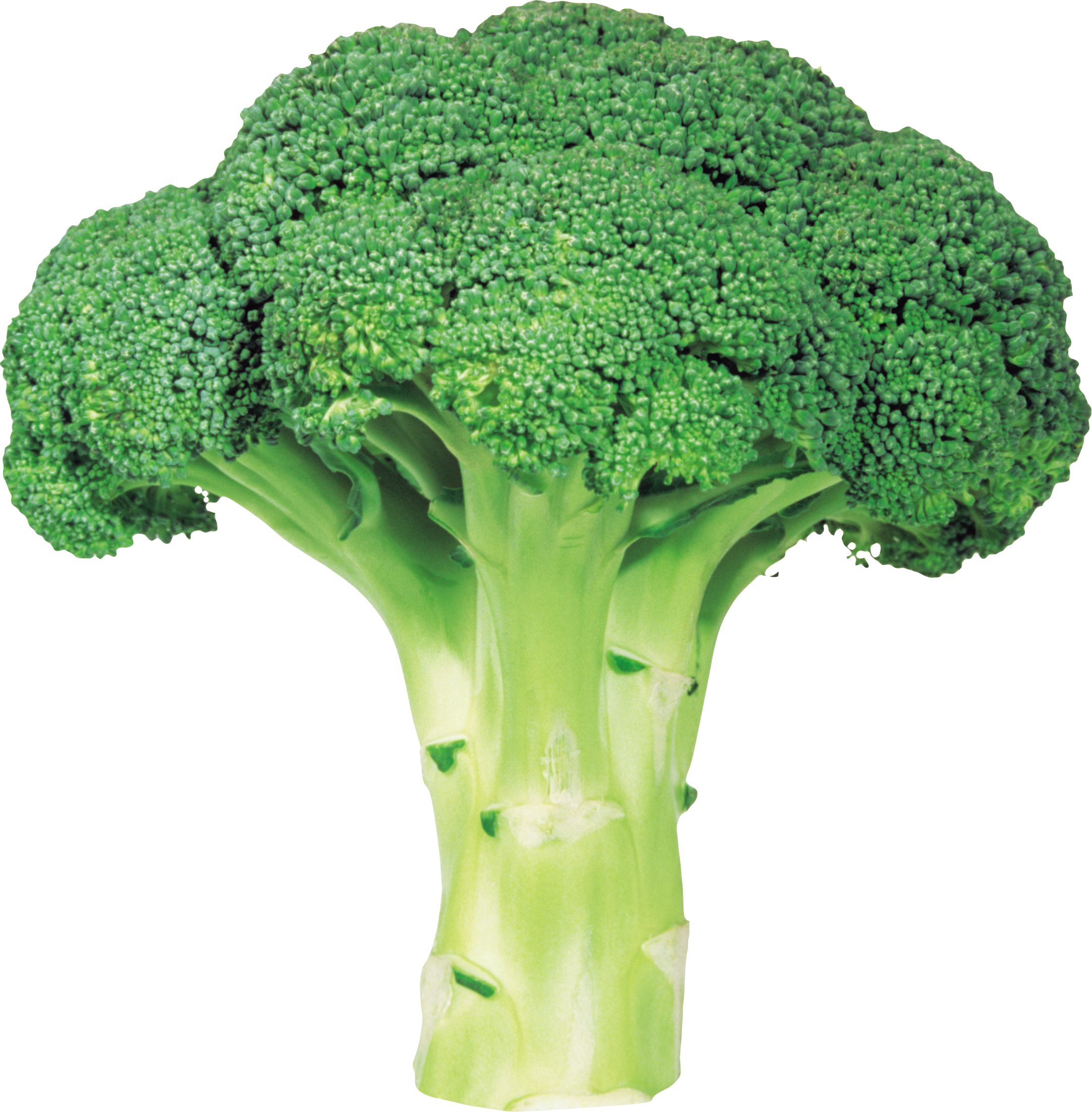 Detail Broccoli Download Nomer 12