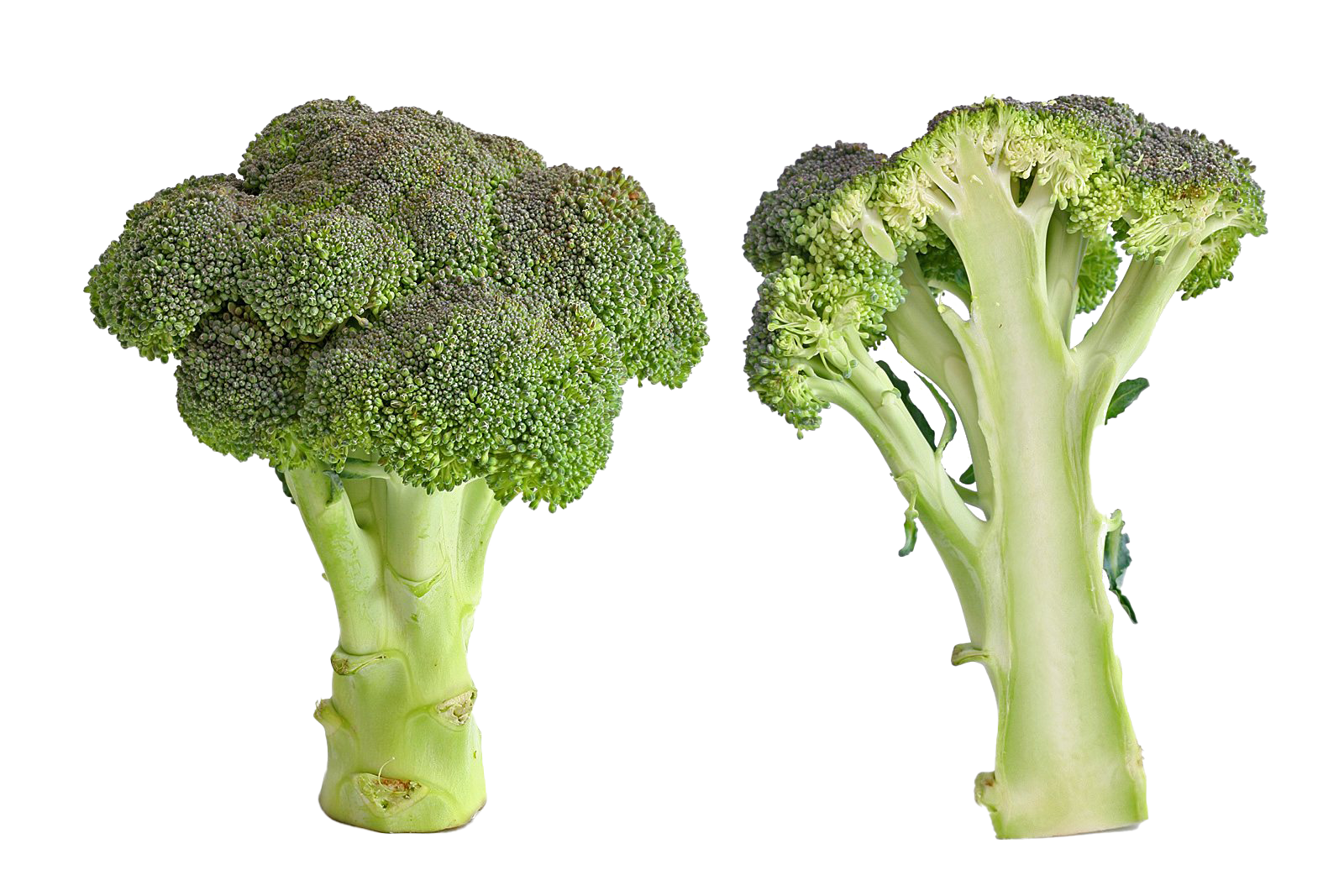 Detail Broccoli Download Nomer 18