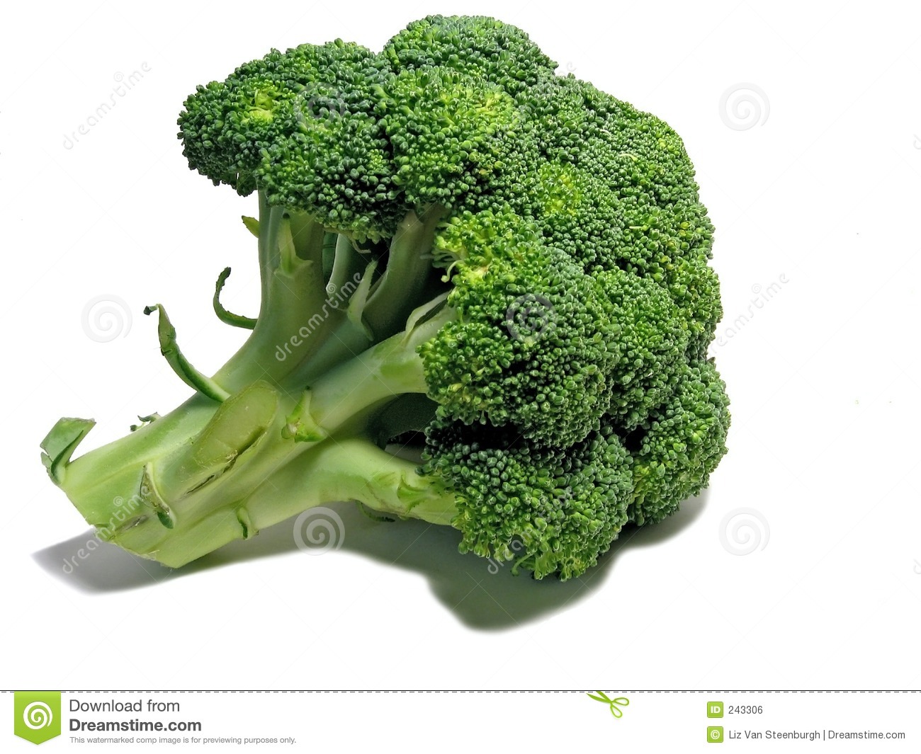 Detail Broccoli Download Nomer 4