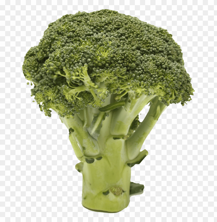 Detail Broccoli Download Nomer 36