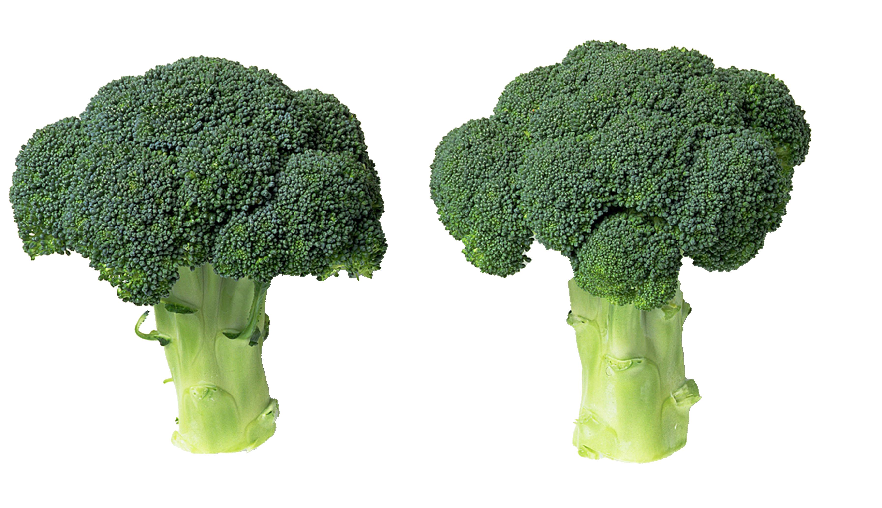 Detail Broccoli Download Nomer 44