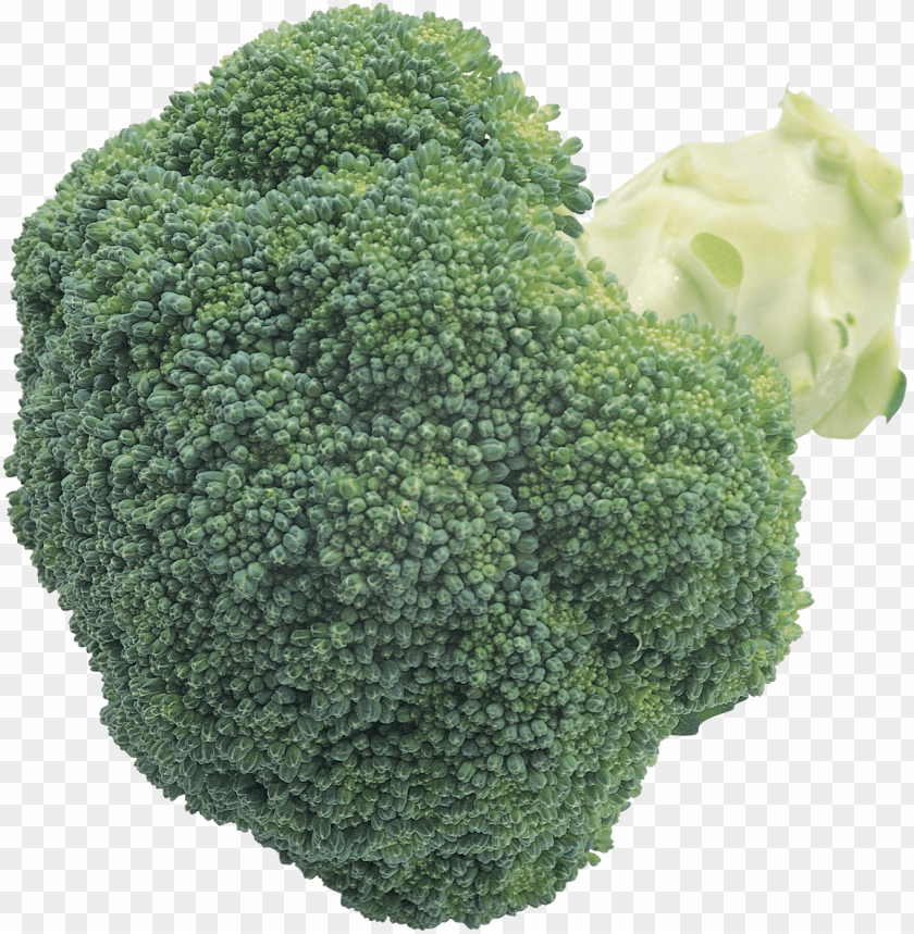 Detail Broccoli Download Nomer 54
