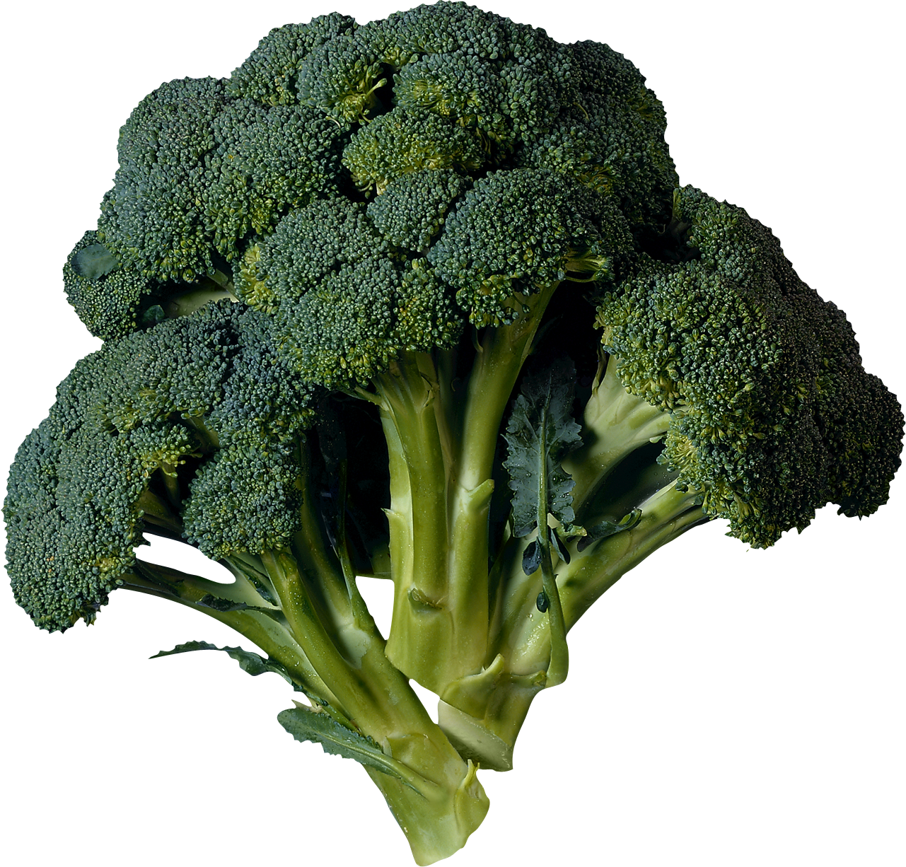 Detail Broccoli Download Nomer 9