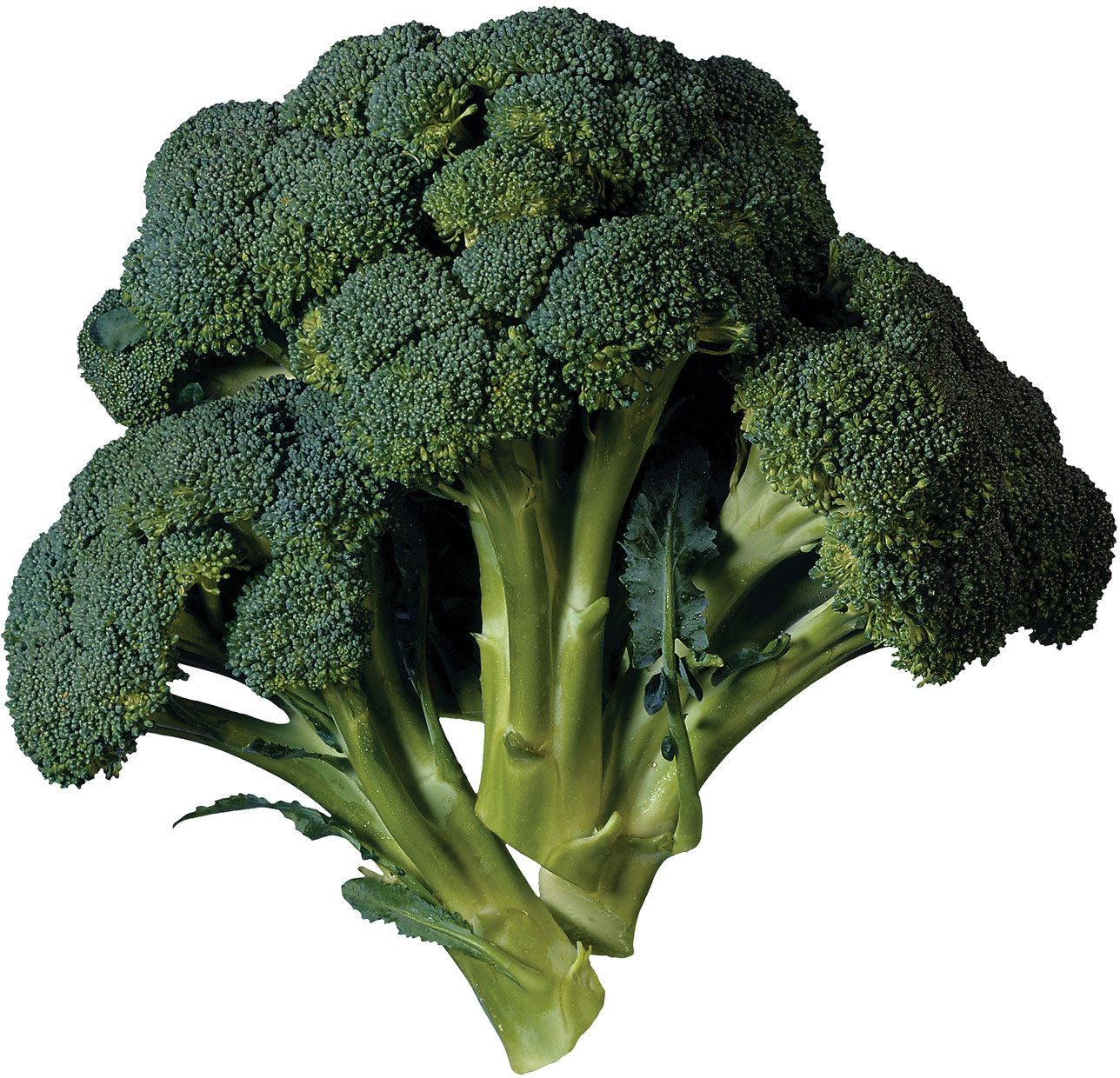 Detail Broccoli Image Nomer 35