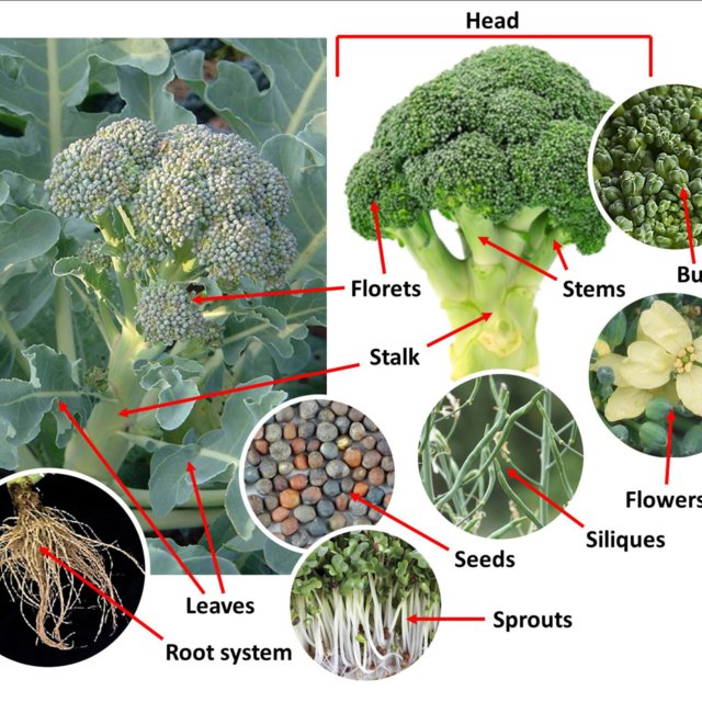Detail Broccoli Image Nomer 41