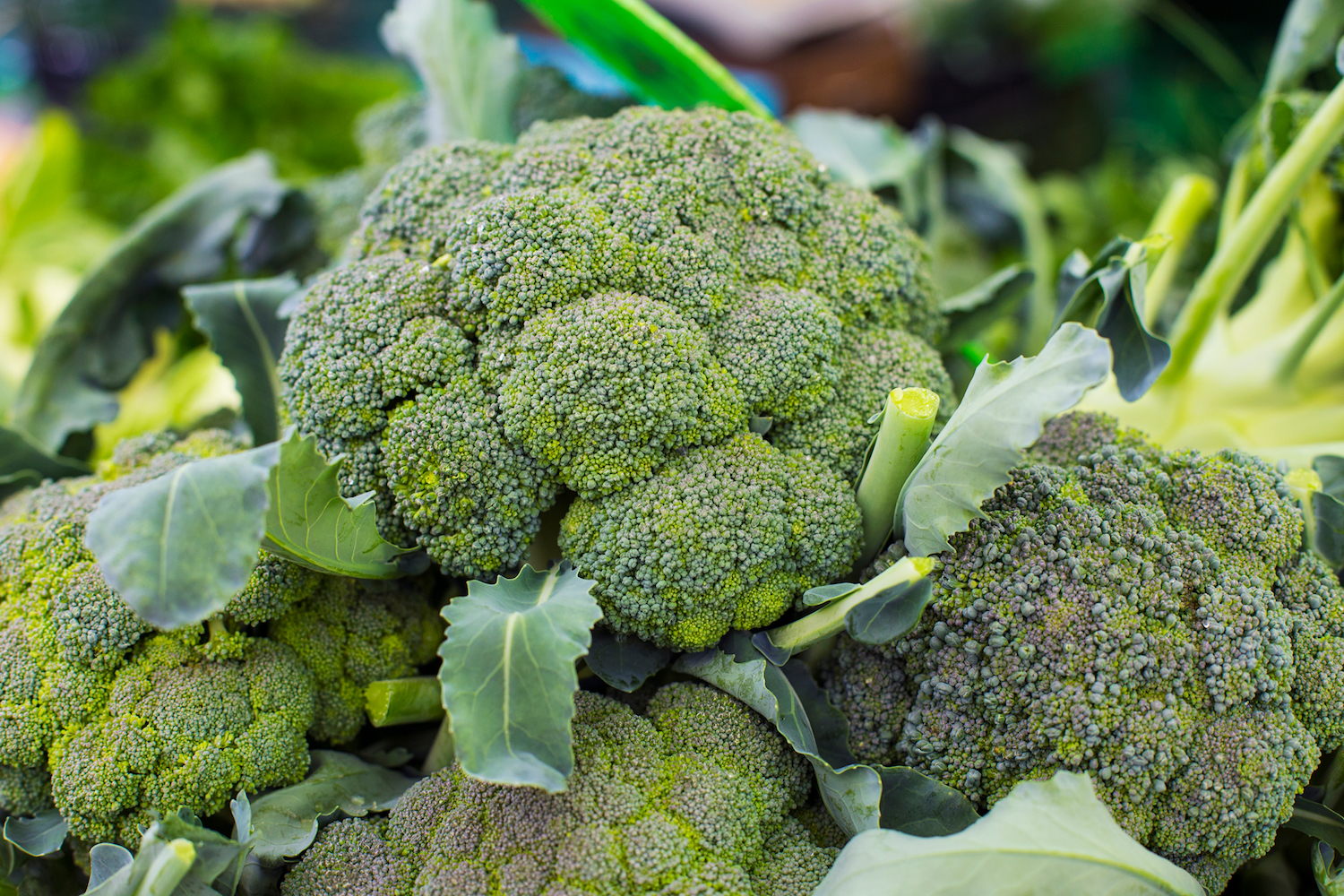 Detail Broccoli Image Nomer 6