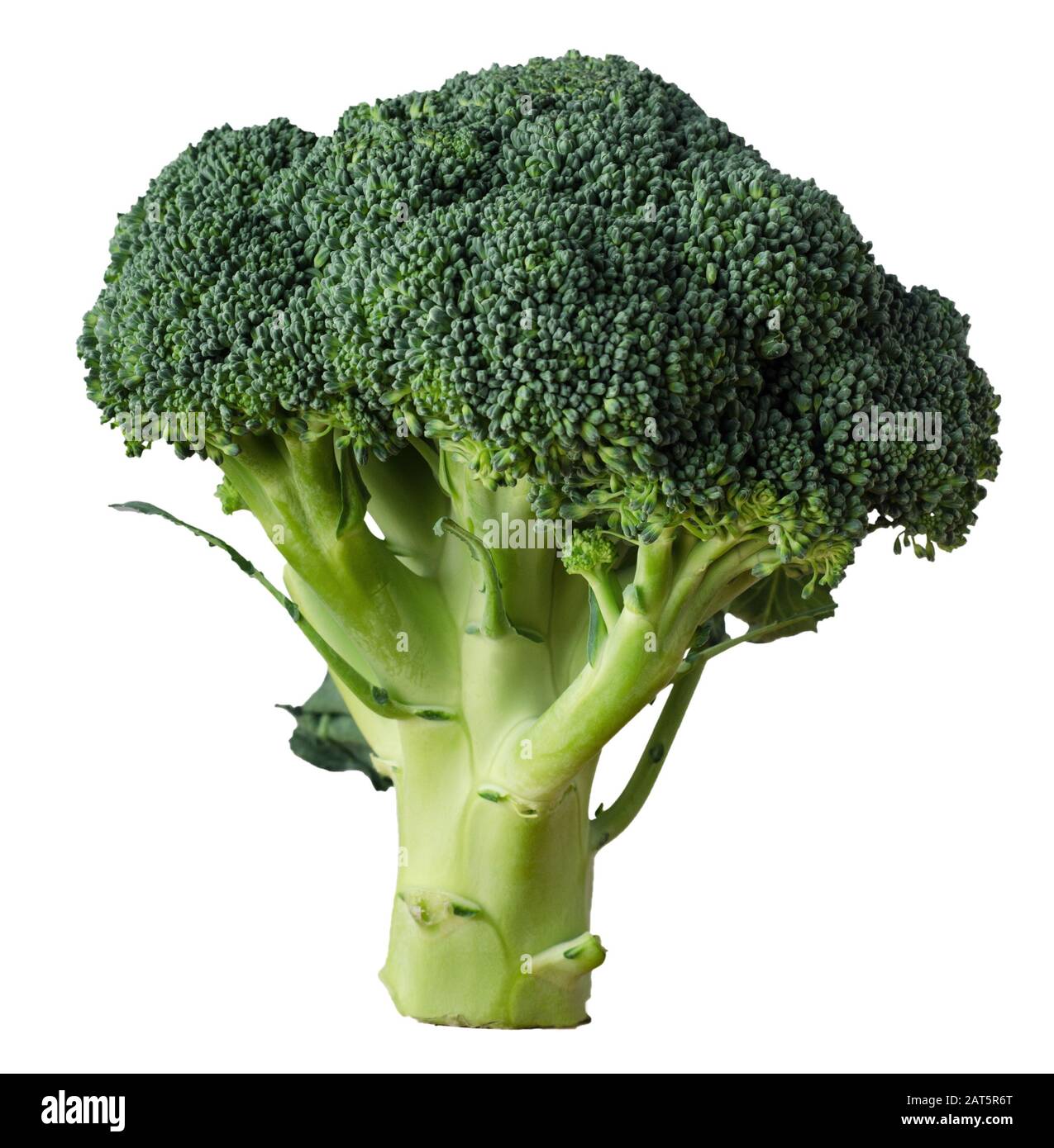 Detail Broccoli No Background Nomer 27