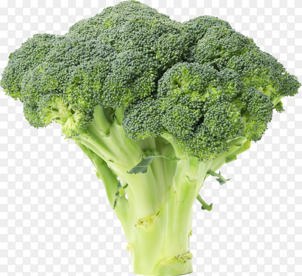 Detail Broccoli No Background Nomer 44