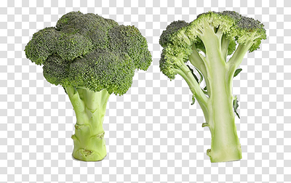 Detail Broccoli No Background Nomer 46